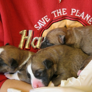 New boxer mix puppies