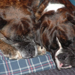 Sophie and Dino