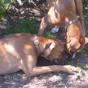 Sascha and Sammy