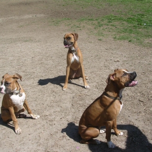 Good Puppies!