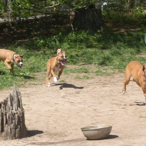 The Chase