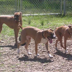 Sascha, Sammy and Rowdy