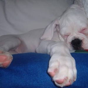 let sleeping dogs lie!