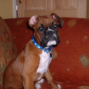Zebedee @ 13 weeks old