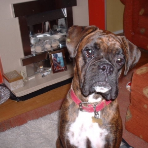 Lola @ 1 year