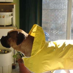 Raincoat