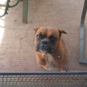 Honey Girl "mini boxer"