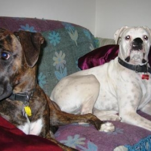 Sasha and Bomber