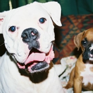 TazandToby