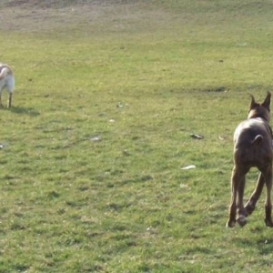 Oscar's latest trick, levitation.