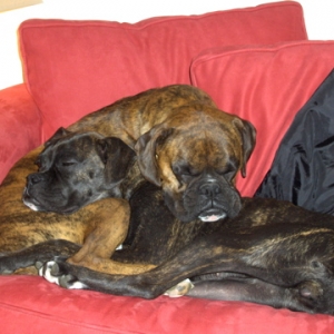 Gracie and Rainey snoozin'