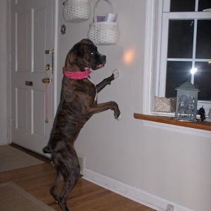 Chase the flashlight