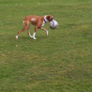 Ruby with  ball