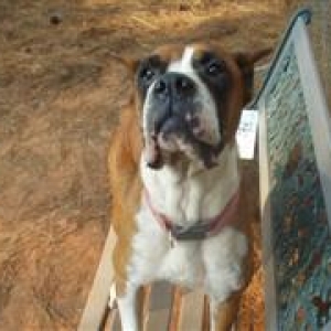 Southern Grace's Shelter Photo