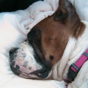 Gracie Girl