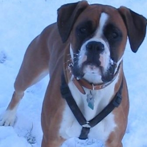 Playing in the snow