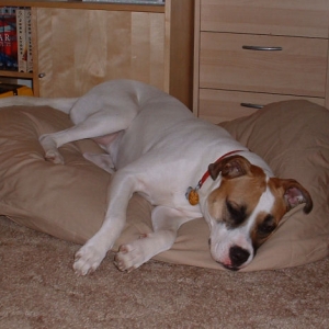 New Bed