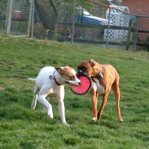 Sharing Frisbee