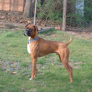 Samson