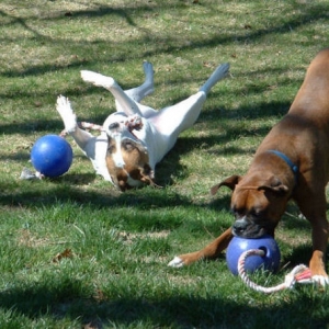 Jolly Balls