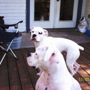 Auggie and Ceasar