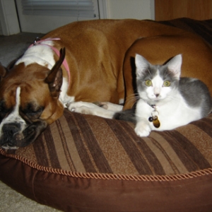 Duchess with her kitty, little "Hazzard"