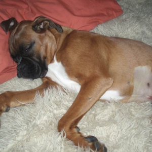 After Ruby's Spay 6 Months