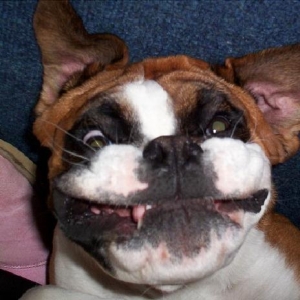 Ruby Bat Face