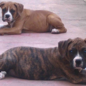 Hercules and Goliath