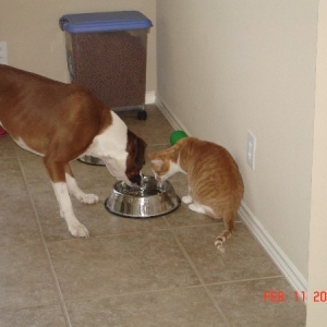 Tango_Ziggy