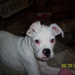 Dixie