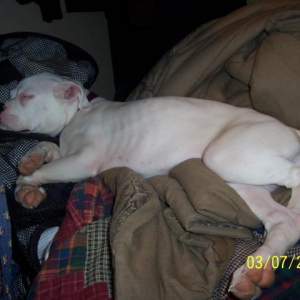 Dixie