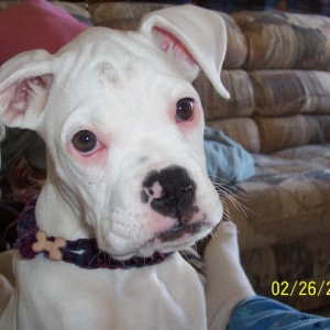 dixie