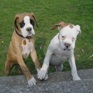 Me and my Brother Tanker-Doo