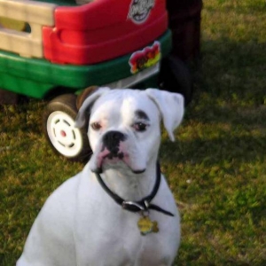 Handsome Harley