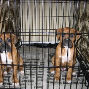 AMERICAS MOST WANTED!!!