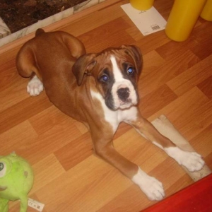 Jake age 12 weeks