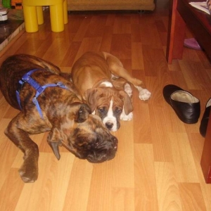 My boyz Jake 12wks, Sammy 6mths