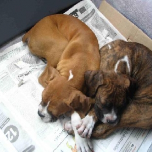 Rascals sleeping