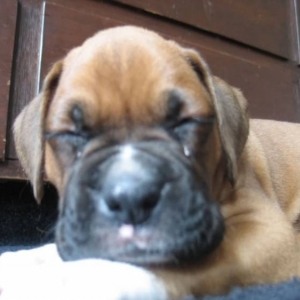 Little Dude BIG HEAD