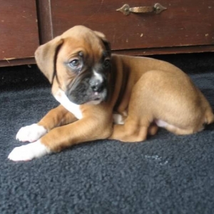 Little Dude - Scenes from his first Day in His New Home 7wks 8 lbs.