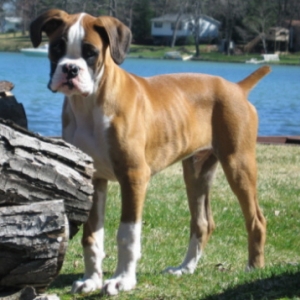 Blue - 14 weeks