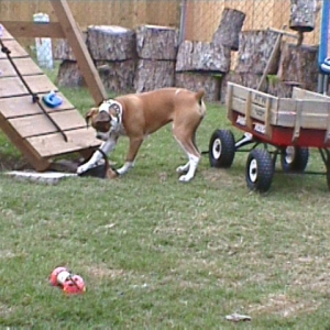 Hurry! Get in there ... Hide!  Maybe mom won't notice the HUGE hole we've b