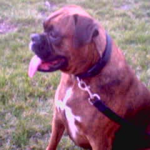 Steeler at the park:)