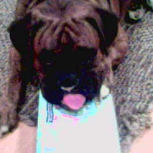 Steeler