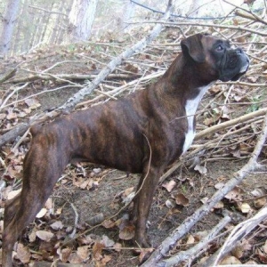 Lily in the forest