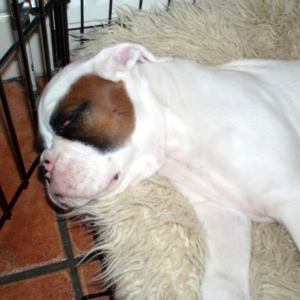 Sleepy boy! 10 weeks.