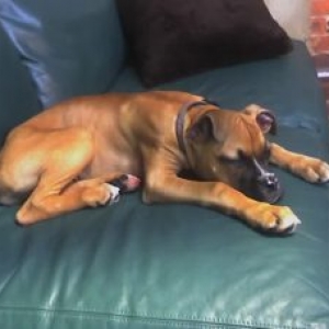 sleepy_garin