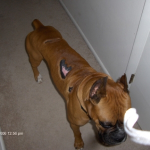 Potential addition to boxer family.