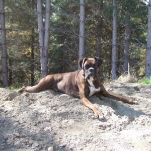 Lily relaxing